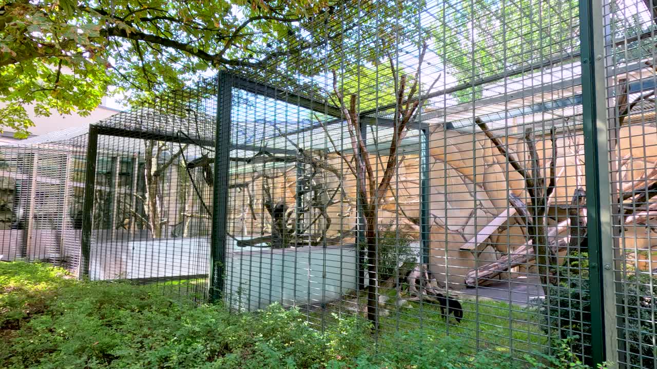 A monkey moves through a lush, outdoor zoo enclosure with metal fencing and climbing structures, captured in natural daylight with a steady, wide shot
