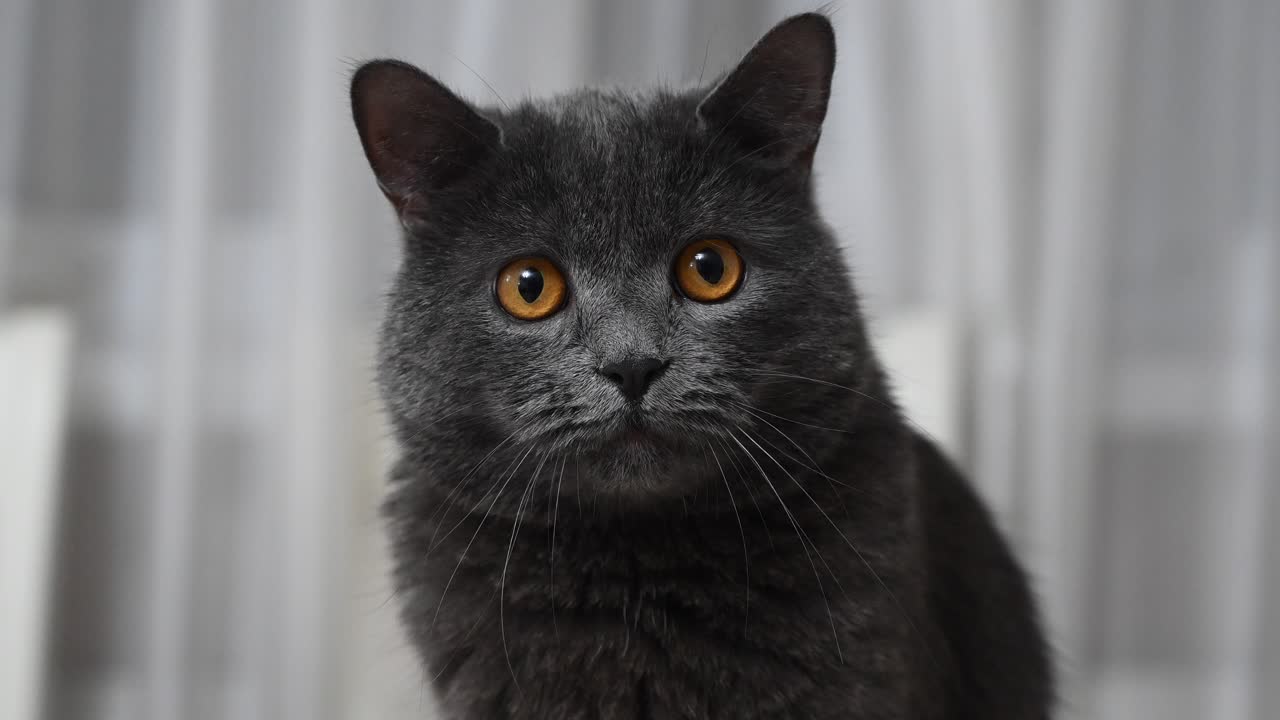 Close up of a grey British shorthair cat with orange eyes sitting on the floor