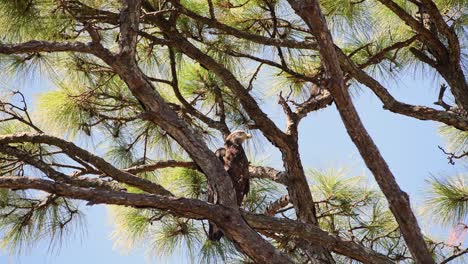 Junger-Weißkopfseeadler-Thront-An-Einem-Windigen-Tag-Mit-Blauem-Himmel-In-Einer-Kiefer