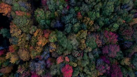 aerial flying over vibrant autumnal fall forest trees