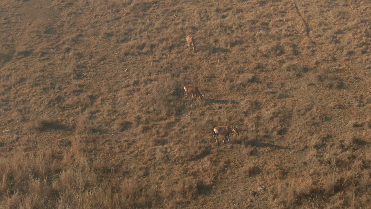 Drone aerial footage of a Nyala Antelopes grazing on winters grass in the wild cold morning
