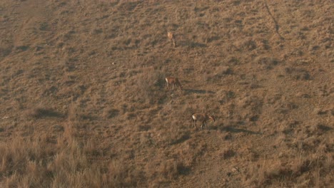 Drone-aerial-footage-of-a-Nyala-Antelopes-grazing-on-winters-grass-in-the-wild-cold-morning