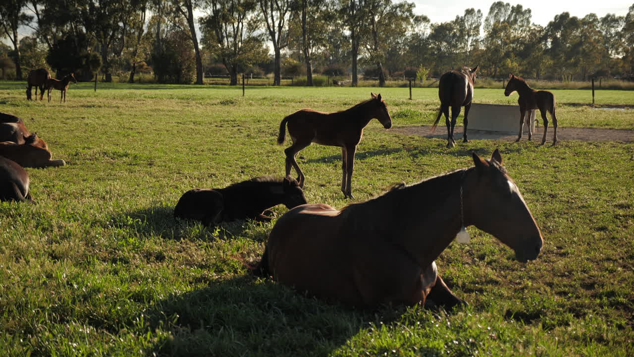 Ripresa cinematografica di cavallo sdraiato in un campo all'ora d'oro