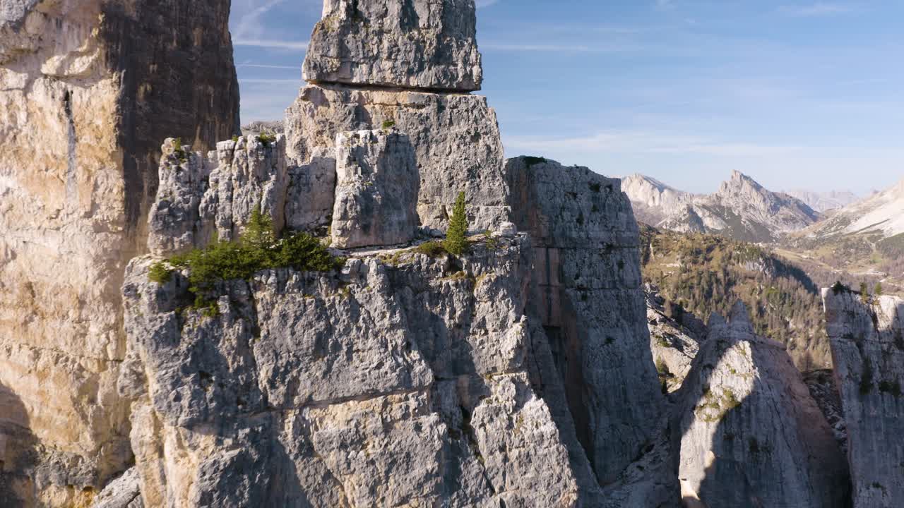 vista de cerca del árbol de hoja perenne