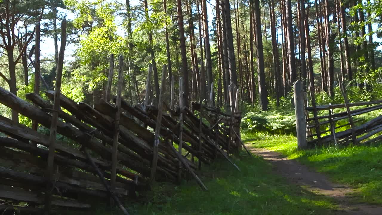 Old traditional and historic old stick wooden fence in a sunny summer time forest with tall pine trees and plants visible in the back. Mud small road leading to the gate or fence opening