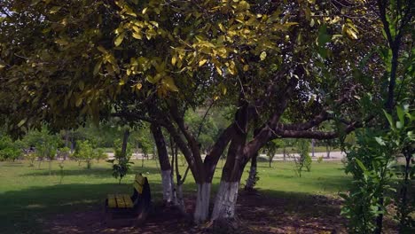 a mystical bench in a garden under a huge tree with falling yellow and green leaves makes for an interesting view