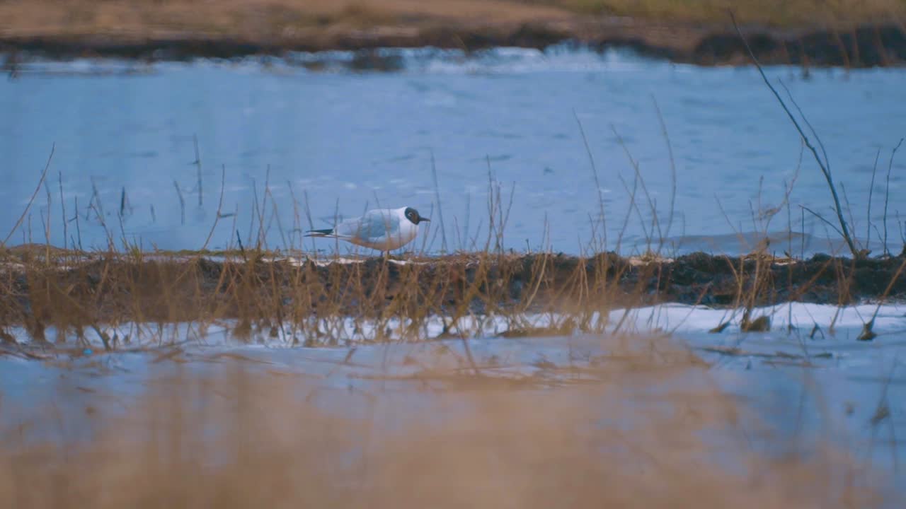 el estornino de la gaviota se alimenta junto al lago