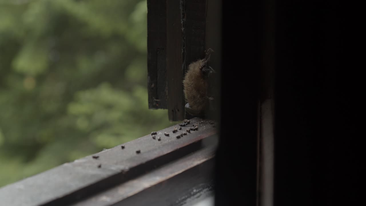 window opening to reveal bat sleeping on it