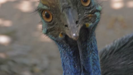 southern cassowary - largest flightless bird - closeup