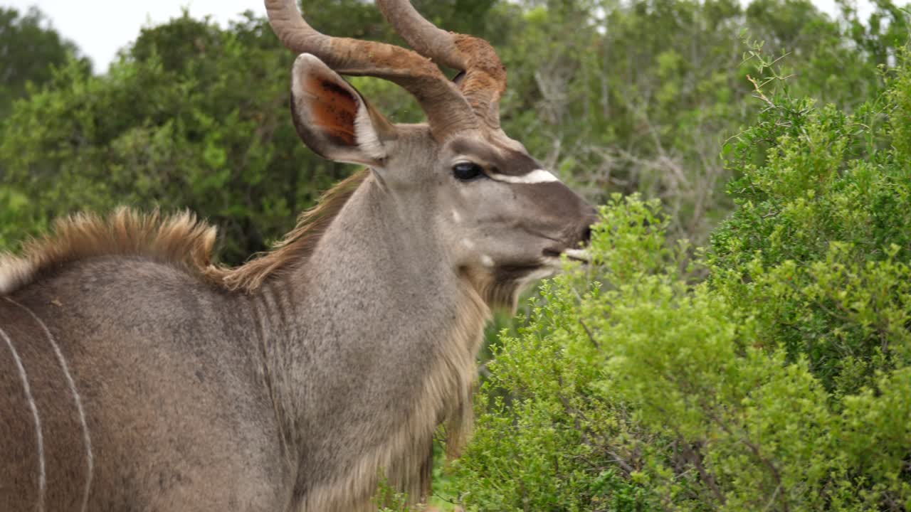 retrato de un majestuoso kudu macho alimentándose de un denso arbusto de la sabana africana en el parque de elefantes addo
