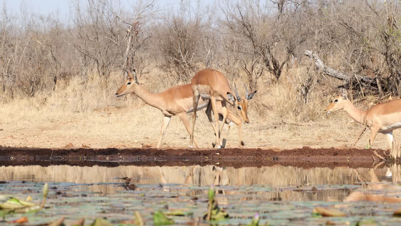 A herd of impala antelopes arriving and drinking from waterhole at underground hide. Filmed from low angle in Greater Kruger.