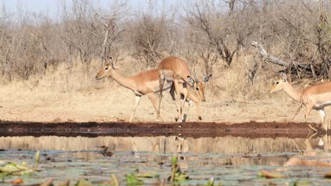 a herd of impala antelopes arriving and drinking from waterhole at underground hide. filmed from low angle in greater kruger.