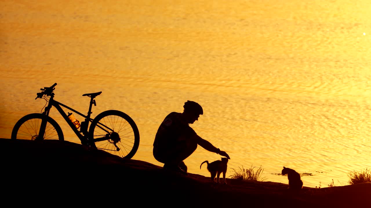 Man with animals on coast. Active man with bicycle playing with cat on coast