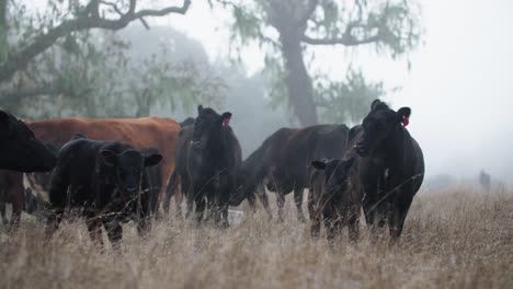 Herde-Von-Black-Angus-Rindern-Auf-Einer-Nebligen-Weide-Mit-Eichen-In-Kalifornien,-4K-Kino