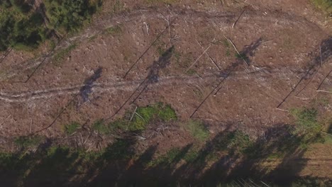 Felled-Cut-Out-Coniferous-Forest