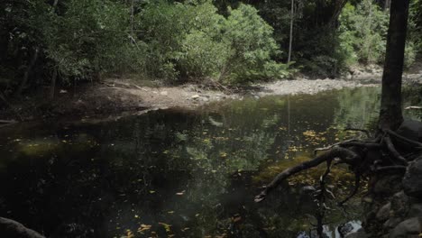 Ancient-Trees-At-Emmagen-Creek-Swimming-Hole-On-Daintree-National-Park-In-Cape-Tribulation,-Queensland,-Australia