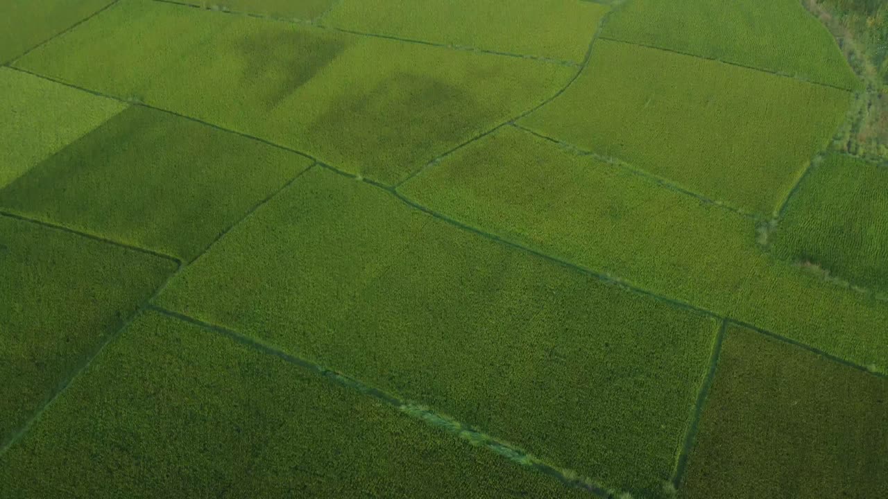 vista aérea de los campos de arroz verdes