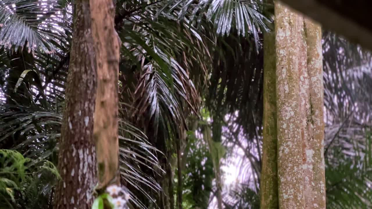 Grandi tronchi d'albero e alberi fitti della foresta sotto la pioggia