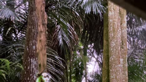 Große-Baumstämme-Und-Dichte-Bäume-Im-Wald-Im-Regen