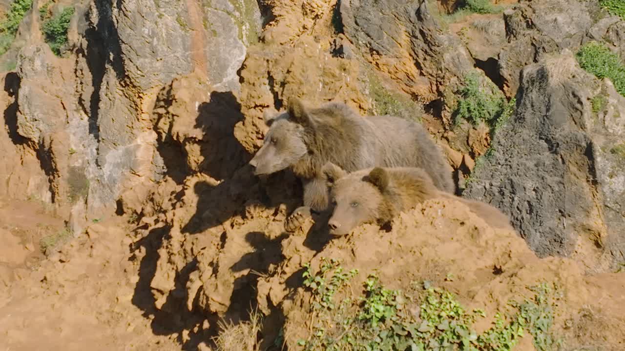 osos pardos descansando en la cima de un acantilado rocoso durante la puesta de sol