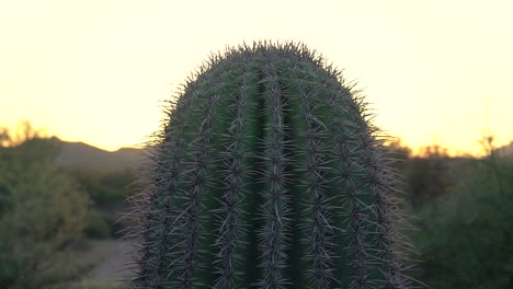 Fasskaktus-In-Der-Wüste-Bei-Sonnenuntergang-über-Dem-Horizont-Eines-Naturschutzgebiets