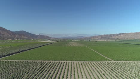 Toma-Aérea-De-Un-Gran-Campo-De-Viñedos-En-El-Valle-De-Guadalupe