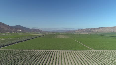 aerial shot of a big vineyad field in valle de guadalupe