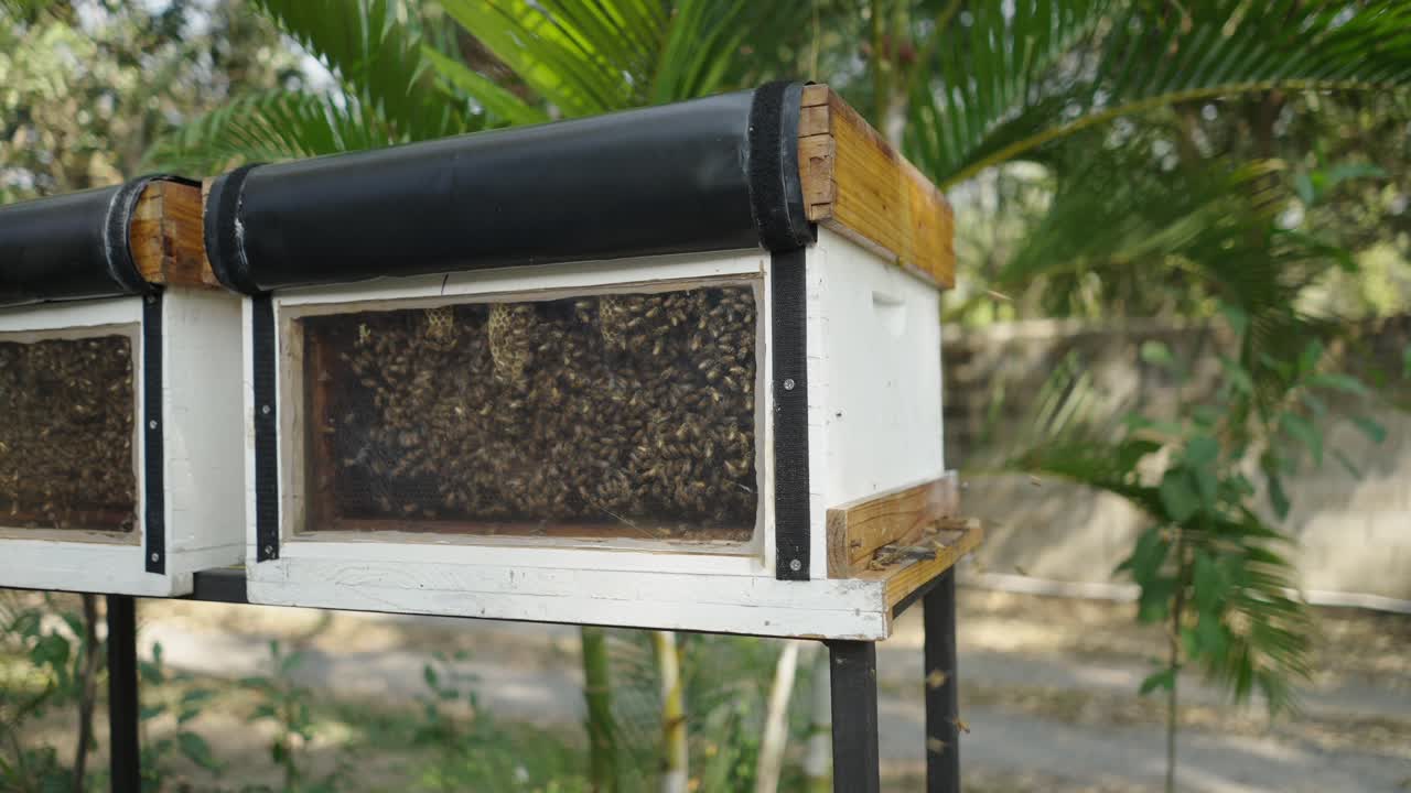 Close-up of an observation beehive with bees