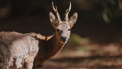 profile view of roe deer capreolus capreolus looking at camera whilst chewing