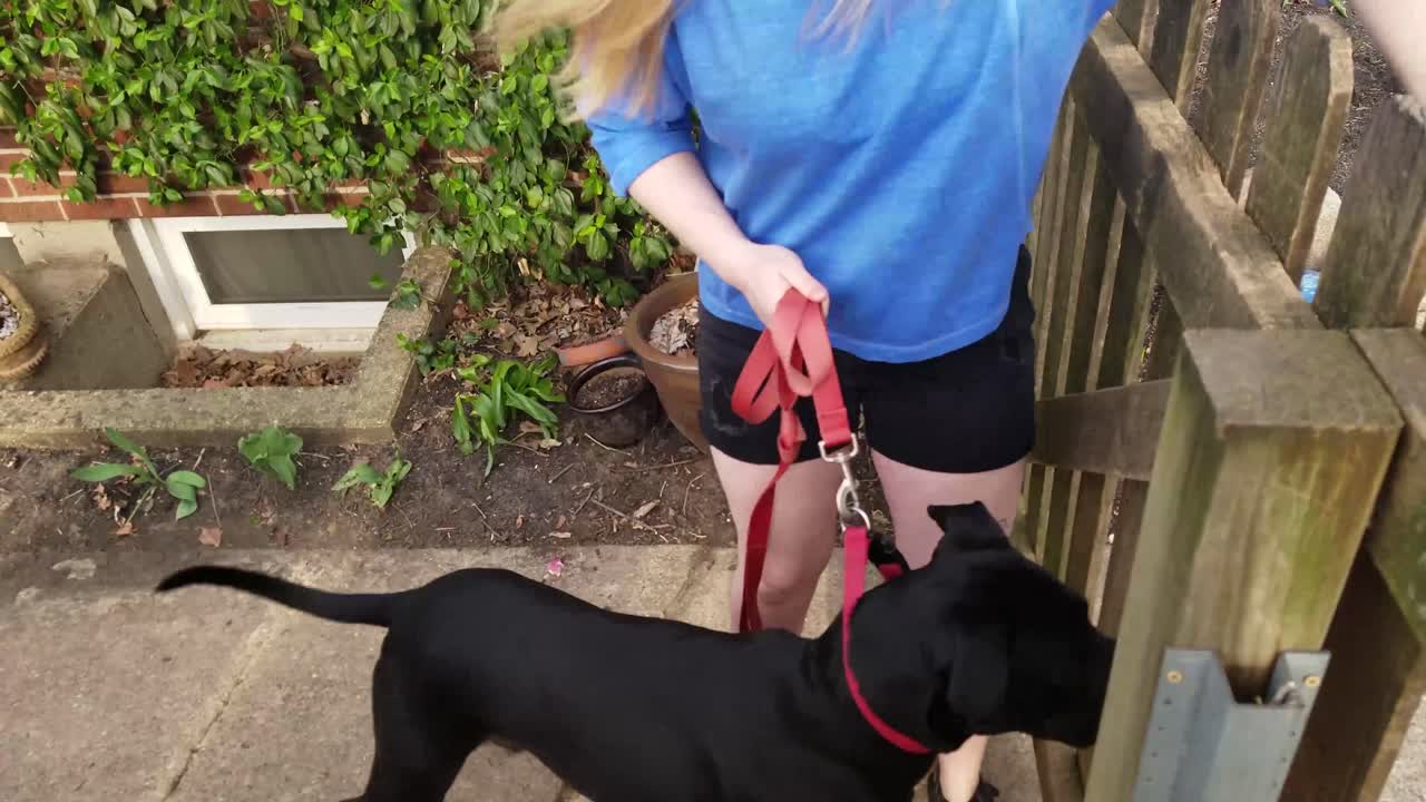 여자는 큰 검은 개를 목줄에 매고 그를 산책시킨다