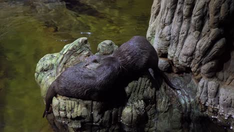 a close-up of two lovely otters cleaning each other's fur on a pondside rock