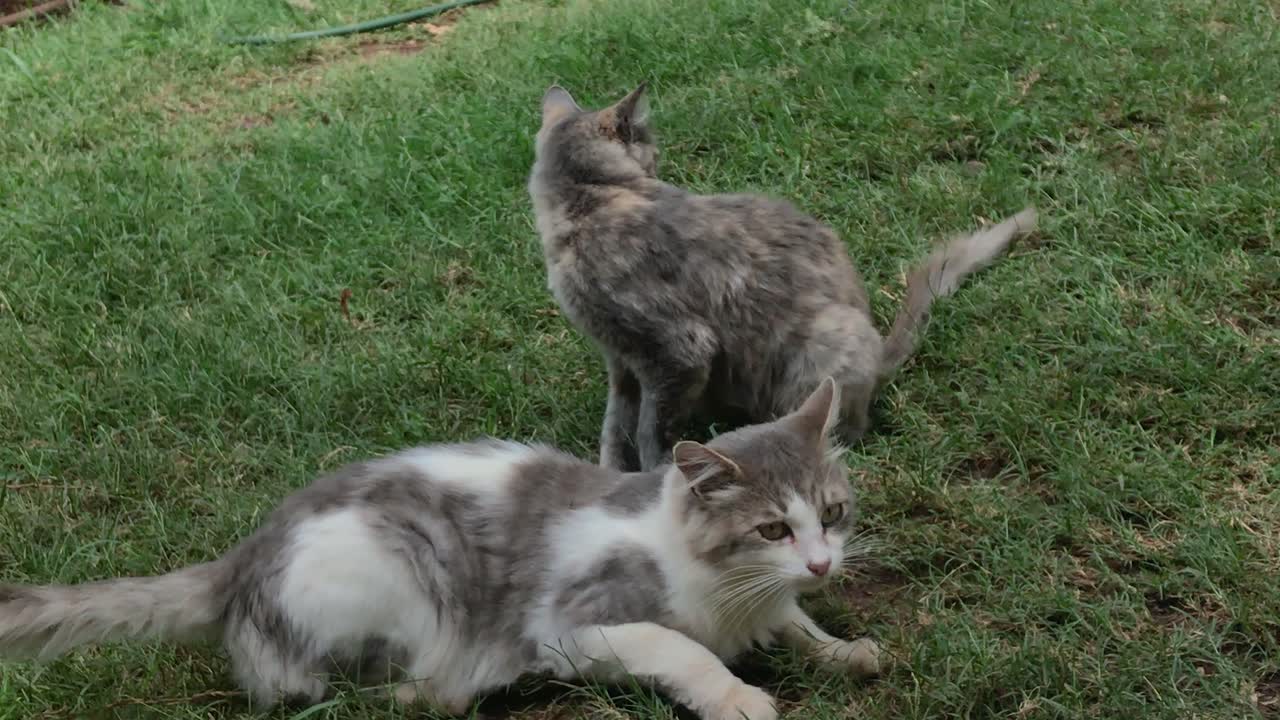 Due gatti che riposano liberamente, rilassandosi sul prato del giardino, tipico comportamento di animali domestici.