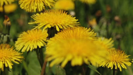 close-up of a bright yellow dandelion flower in full bloom, surrounded by blurred green foliage and other dandelions in the background