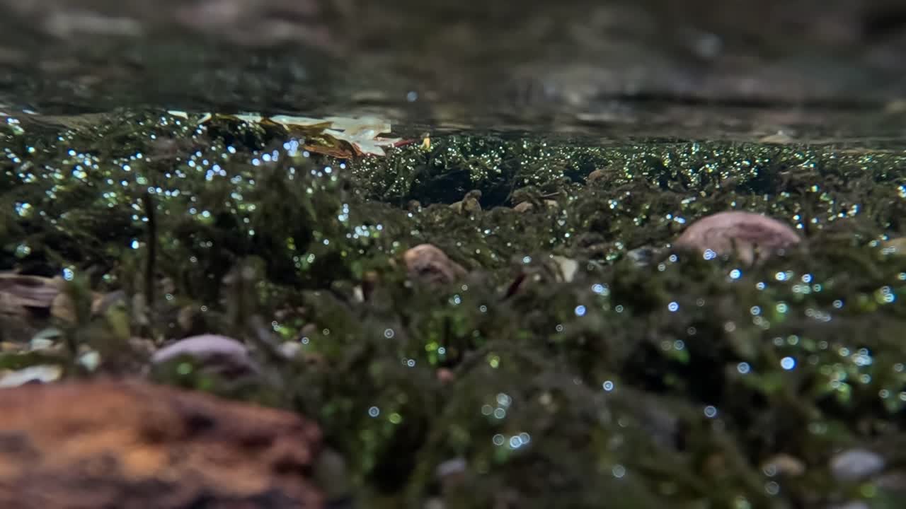 Explore the serene underwater world with moss-covered rocks and clear flowing water in a tranquil stream.