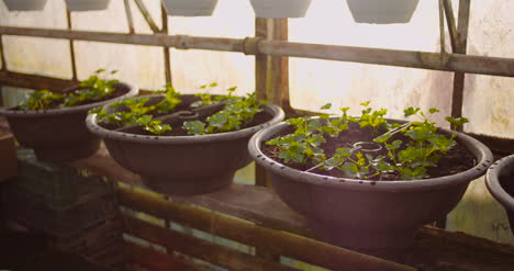 Agriculture-Flower-Seedlings-In-Greenhouse-28