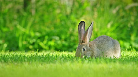 rabbit in a green meadow