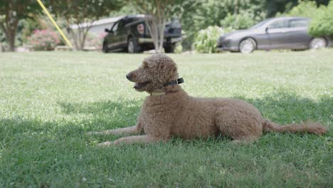 poodle dog laying in grass runs out of frame