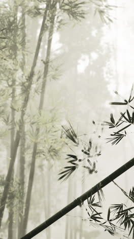 foggy bamboo forest