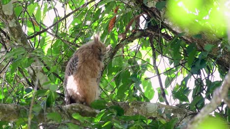 Die-Buffy-Fish-Owl-Ist-Eine-Große-Eule-Und-Doch-Die-Kleinste-Unter-Den-Vier-Fischeulen