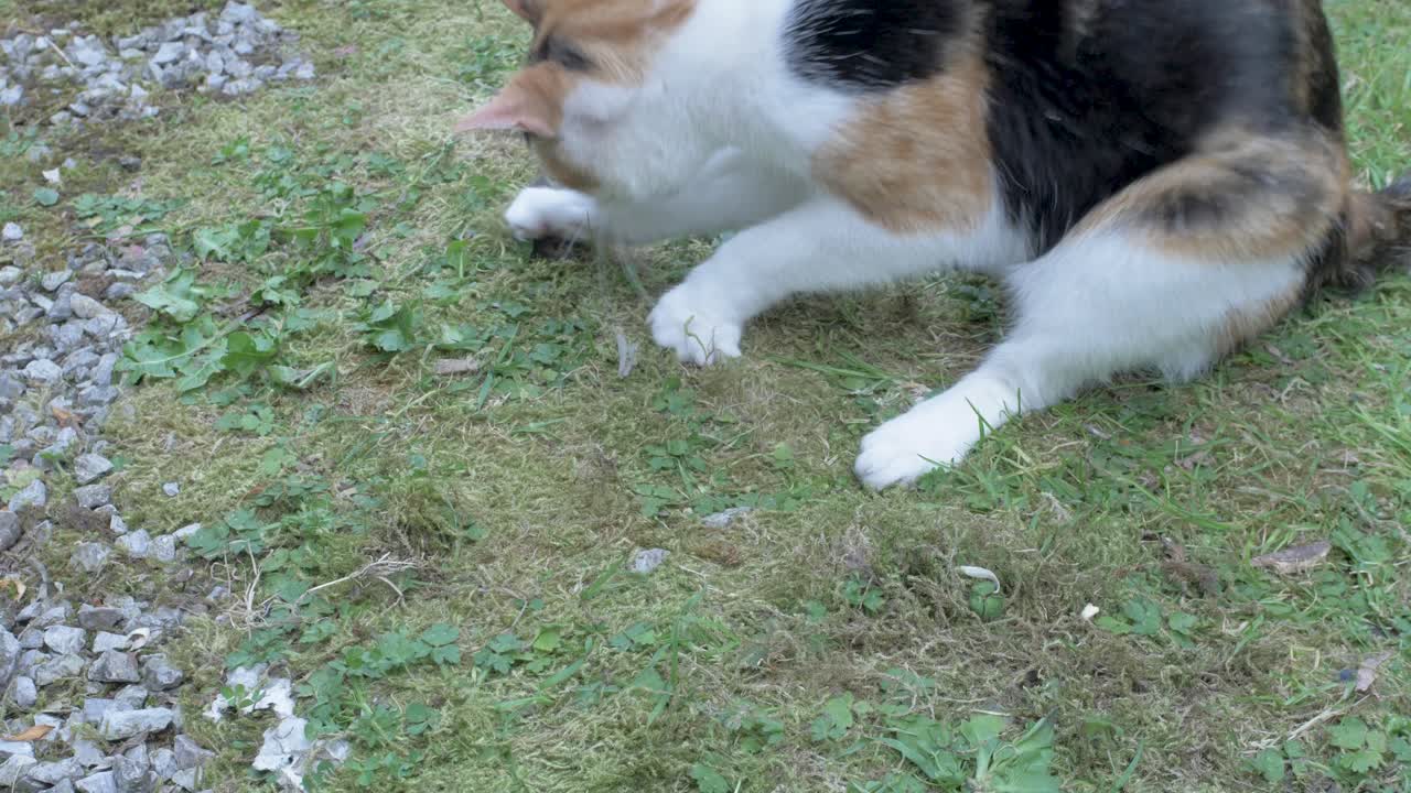 Young Cat caught a Mouse and plays with it&lsquo;s victim