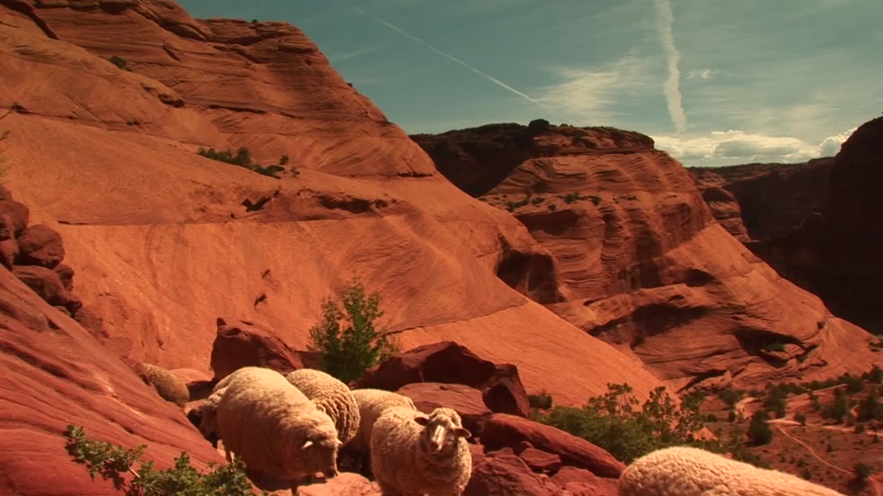 Mellembillede af en flok får, der går langs en sti i Canyon De Chelly.