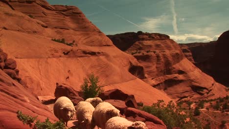 Medium-Shot-Of-A-Herd-Of-Sheep-Walking-Along-A-Path-In-Canyon-De-Chelly