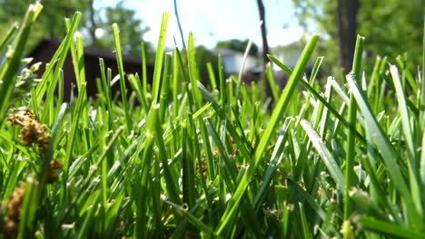 pov de insecto o animal pequeño - empujando a través de la hierba pov de ángulo bajo