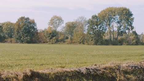 rural field with geese panning to gorgeous smiling young lady on motorbike wearing leather jacket driving in forest with autumn leaf color trees on sunny day