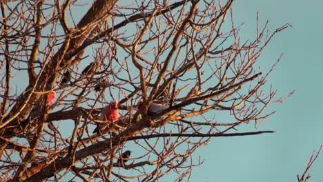 three galah birds moving on tree branch with no leaves, day time sunset golden hour, maffra, victoria, australia