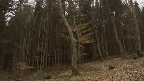 árboles desnudos del bosque hoia baciu en otoño