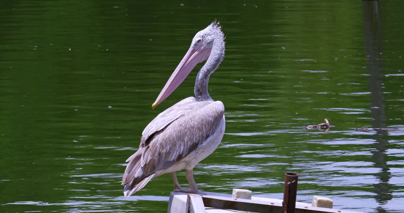 Pelicano em águas tranquilas exibindo sua postura em um ambiente natural sereno.