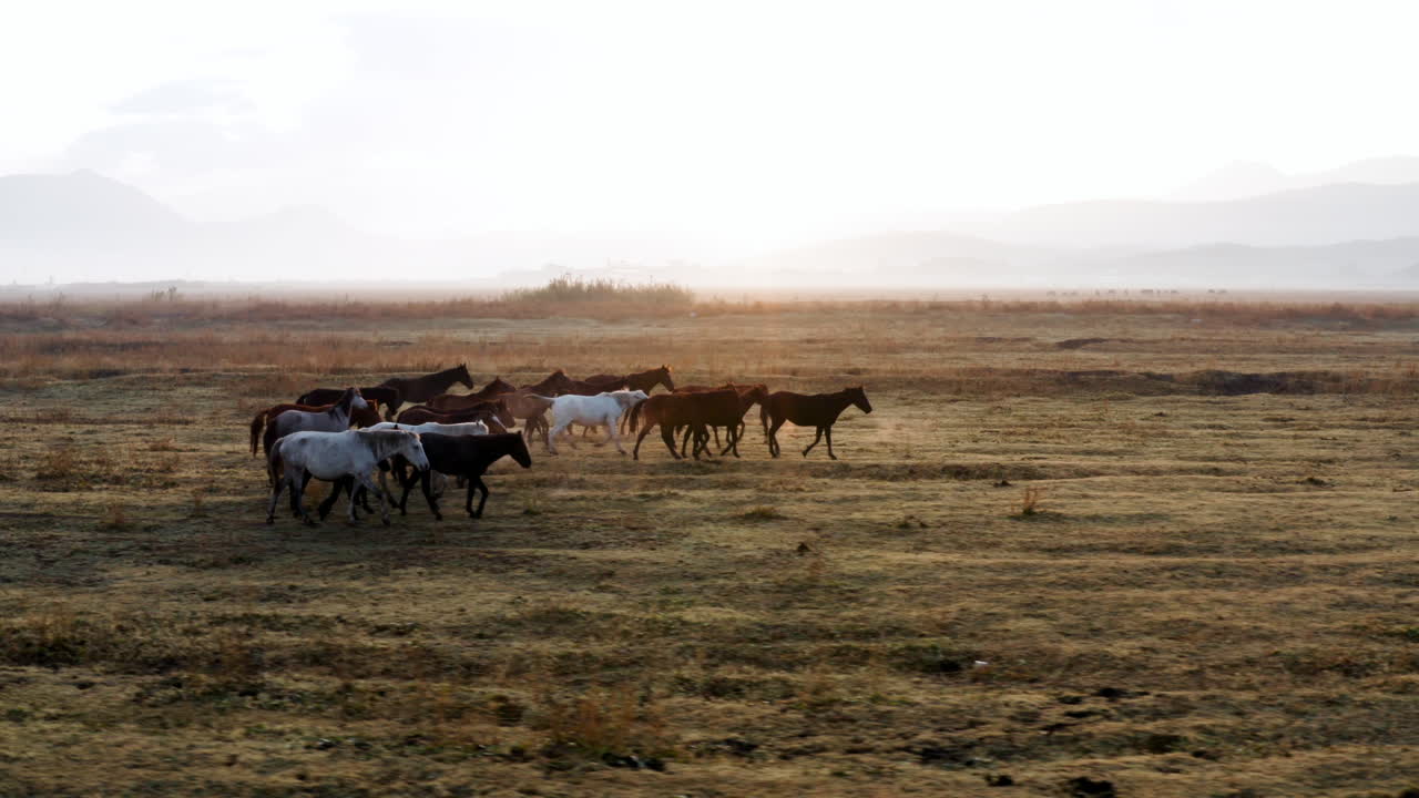 Pianura con bellissimi cavalli all'alba a Kayseri, Turchia - ripresa con drone