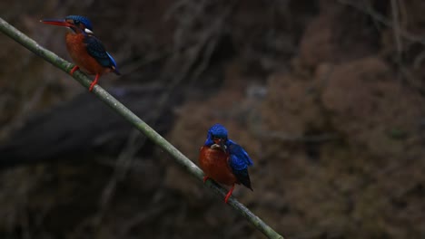 Martín-Pescador-De-Orejas-Azules,-Alcedo-Meninting,-Tailandia