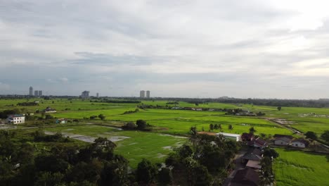 Slow-flying-above-paddy-fields-during-the-mid-afternoon-with-creamy-white-skies-in-Melaka,-Malaysia